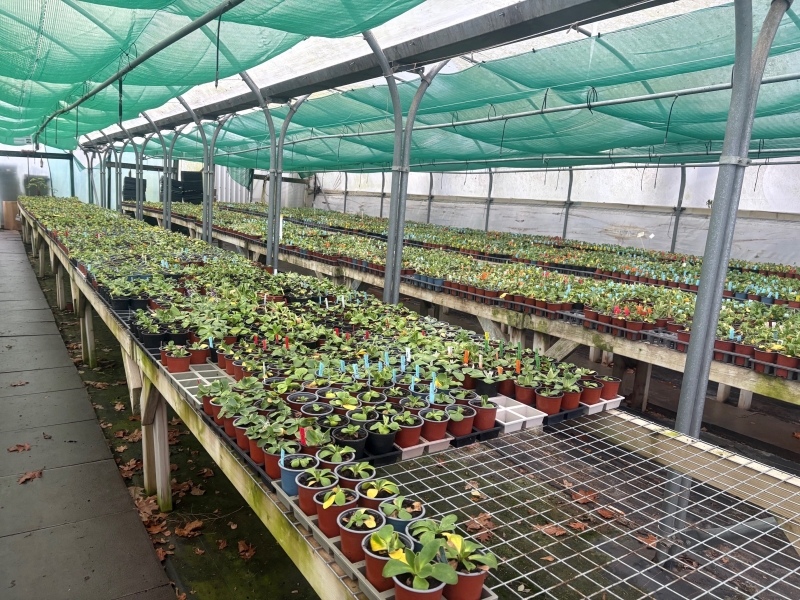 Hill View Hardy Plants